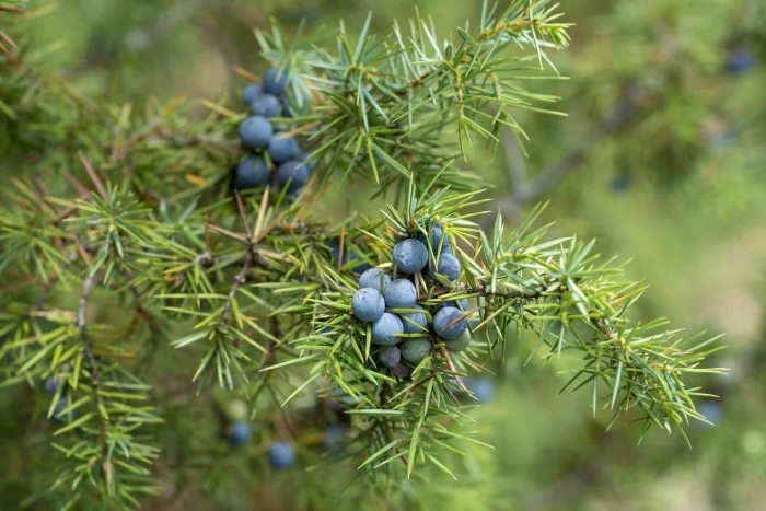 Можжевельник обыкновенный лесной