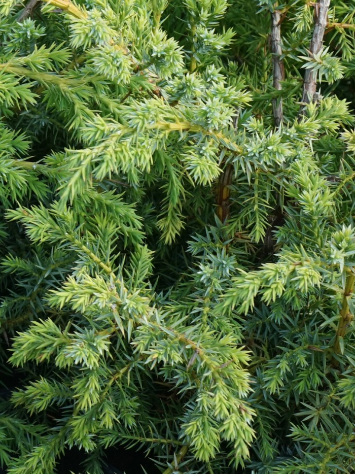 Можжевельник аврора вариегата