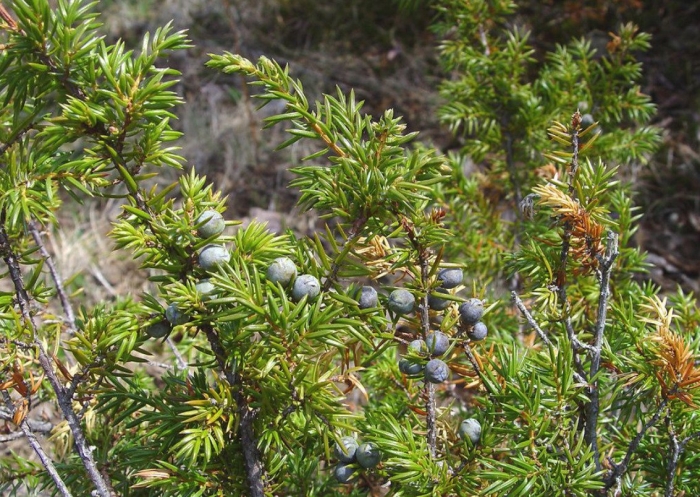 Можжевельник обыкновенный