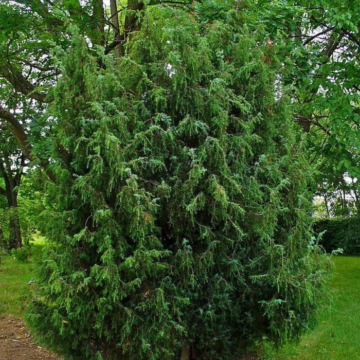 Cupressus funebris