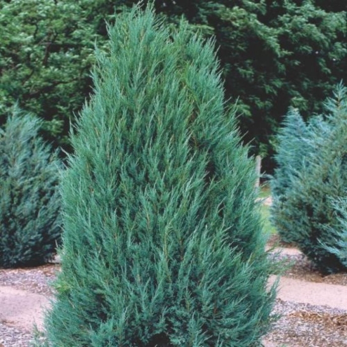 Можжевельник скальный блю арроу