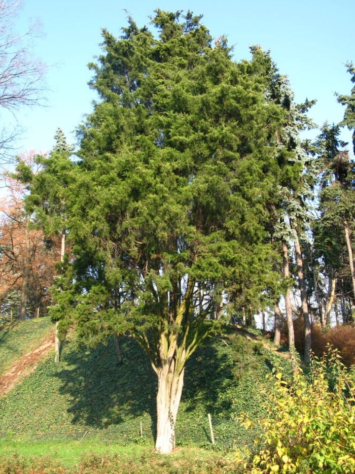 Можжевельник дерево