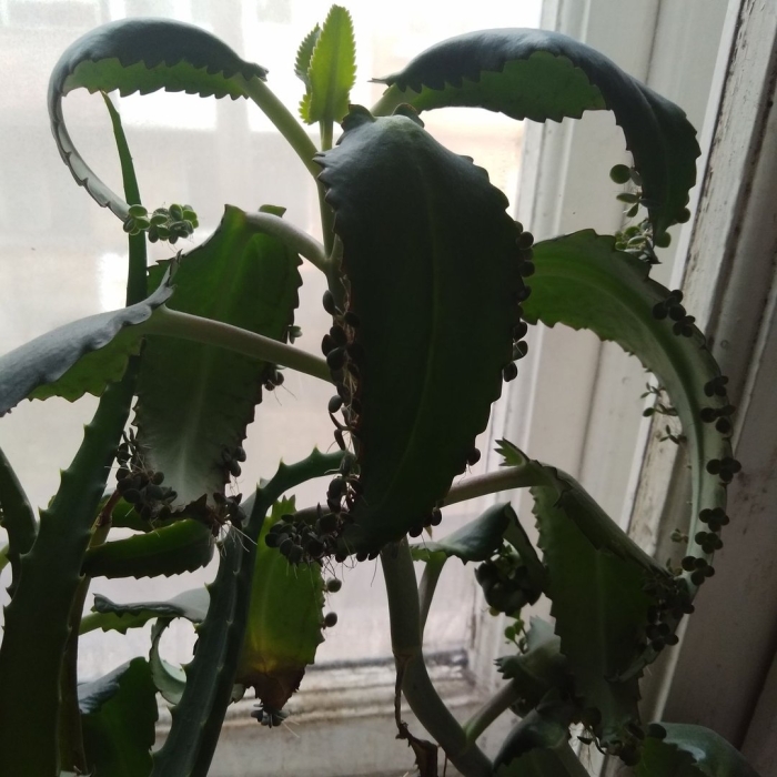 Цветы каланхоэ дегремона