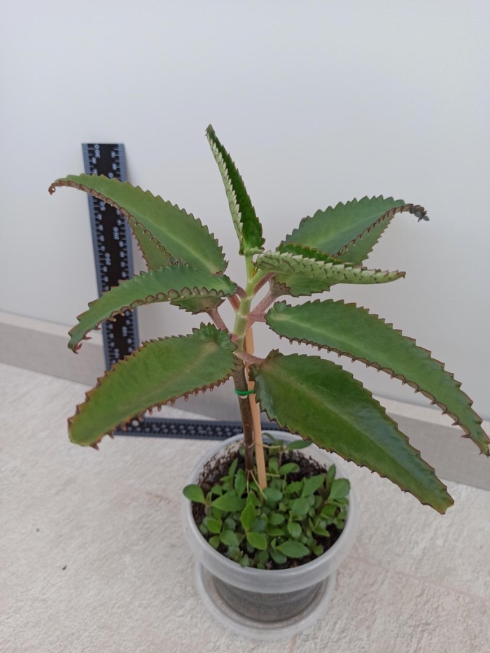 Каланхоэ бриофиллум дегремона