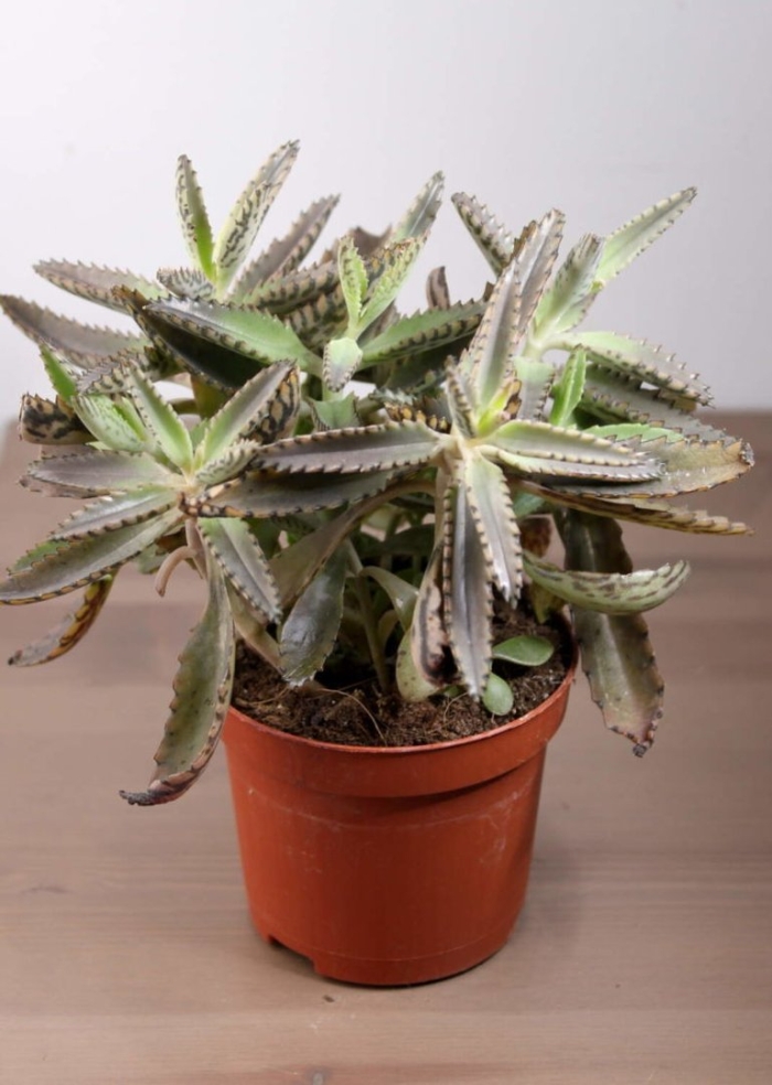 Цветок каланхоэ лечебный