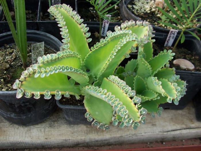 Kalanchoe daigremontiana