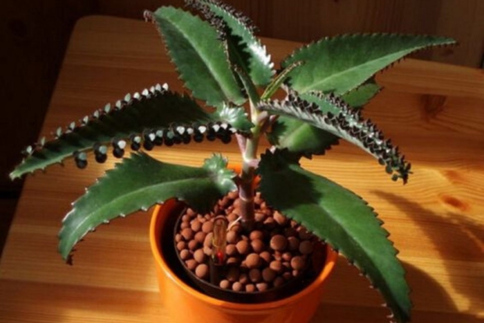 Каланхоэ лечебное перистое