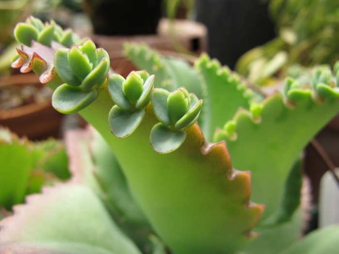 Каланхоэ блоссфельда бриофиллум