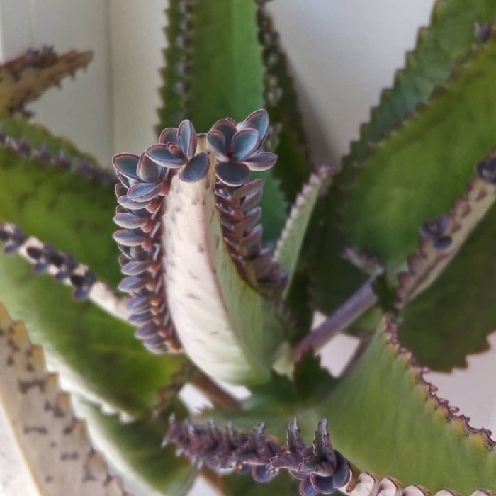 Бриофиллум дегремона