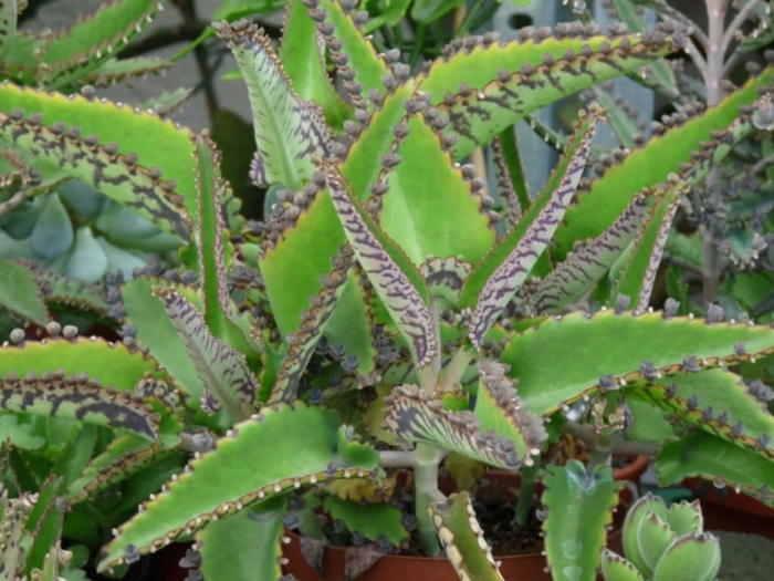 Каланхоэ дегремона (kalanchoe daigremontiana)