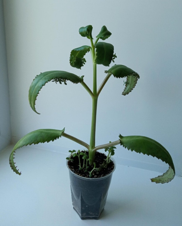 Лечебное каланхоэ