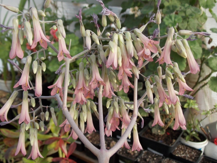 Каланхоэ дегремона цветение