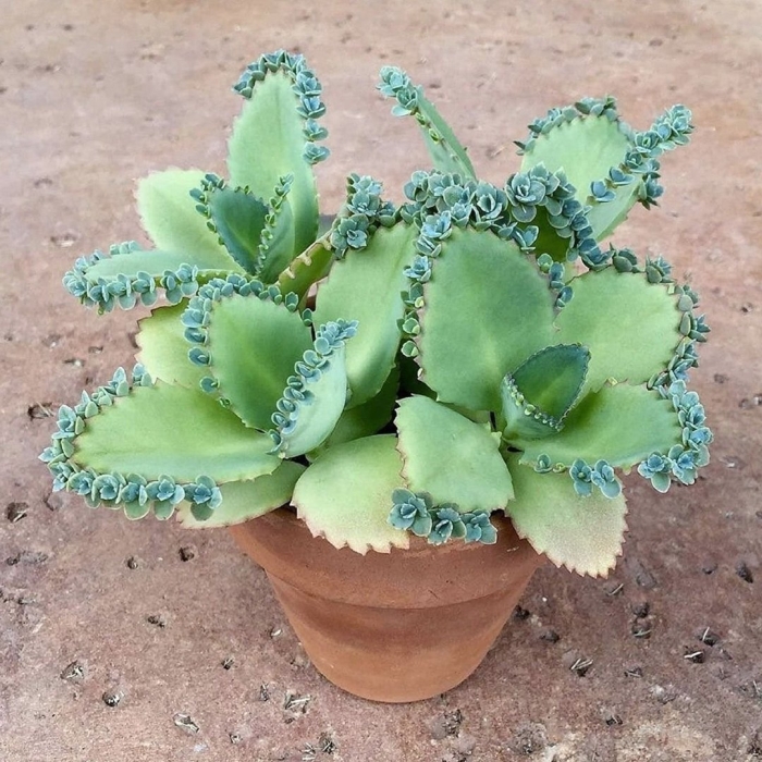 Kalanchoe daigremontiana