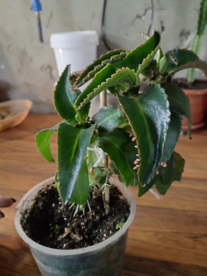 Каланхоэ дегремона