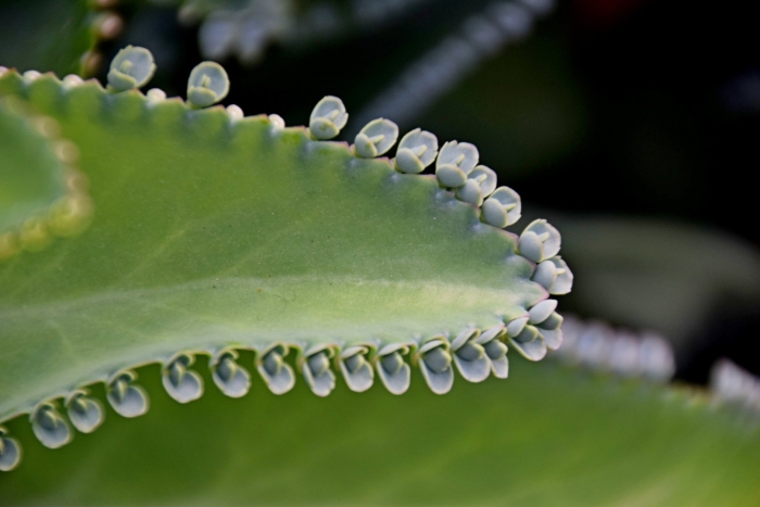 Бриофиллум дегремона