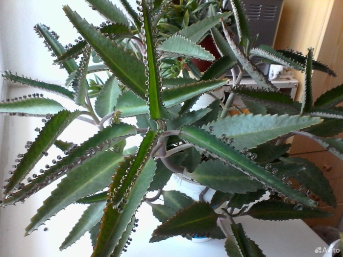 Каланхоэ дегремона (kalanchoe daigremontiana)