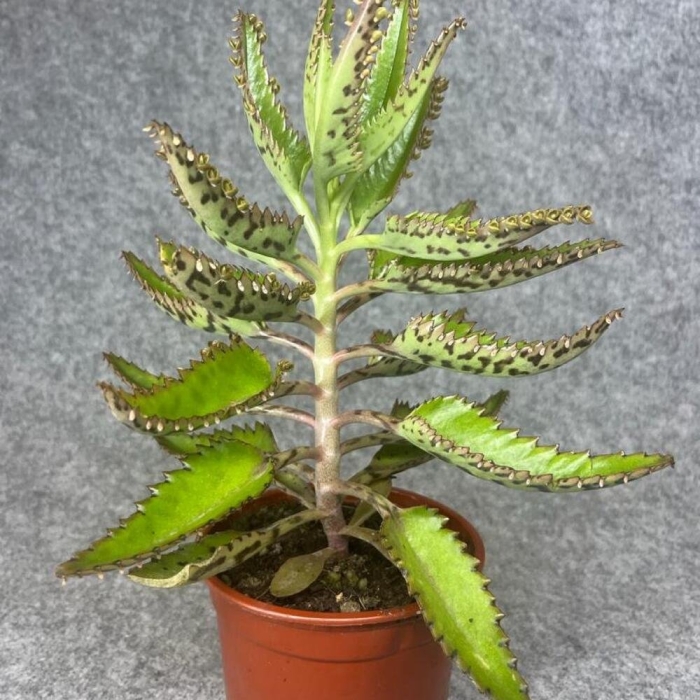 Каланхоэ пильчатолистное (kalanchoe serratifolium)