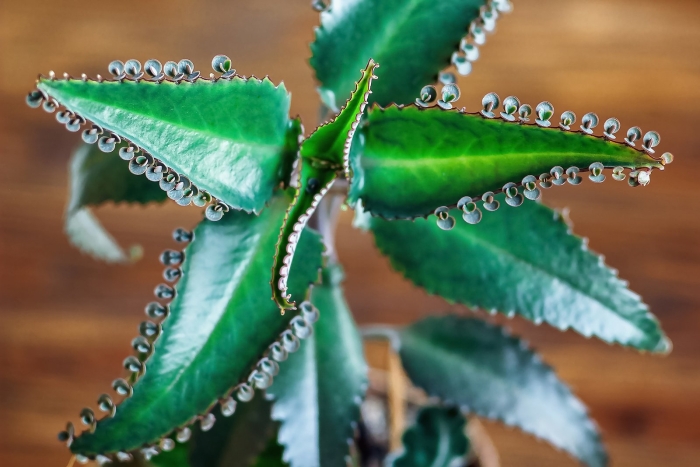 Каланхоэ дегремона