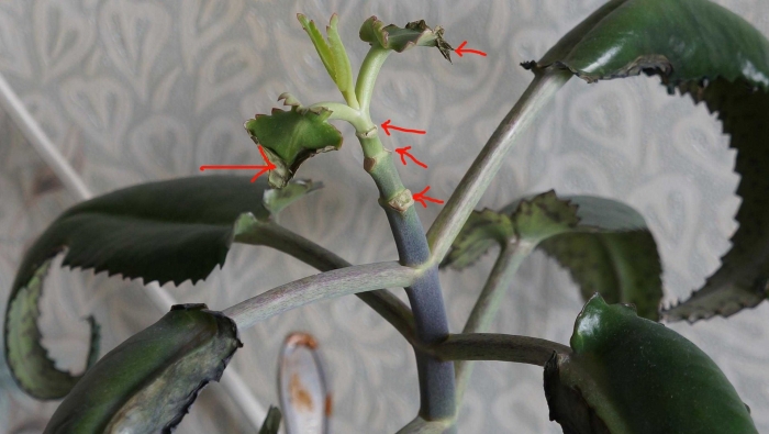 Каланхоэ дегремона прищипка