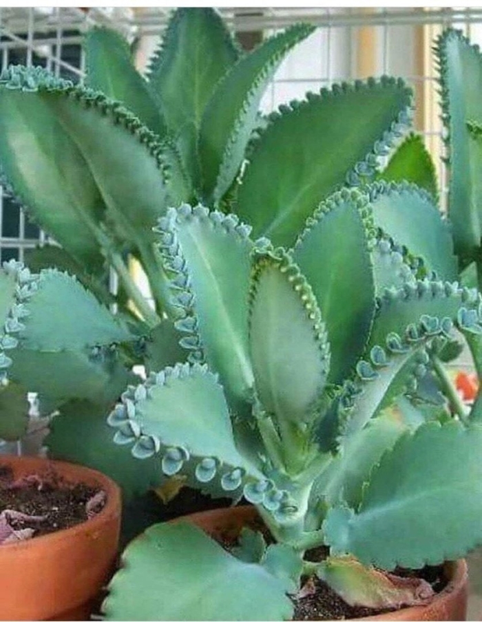 Каланхоэ лечебное растение