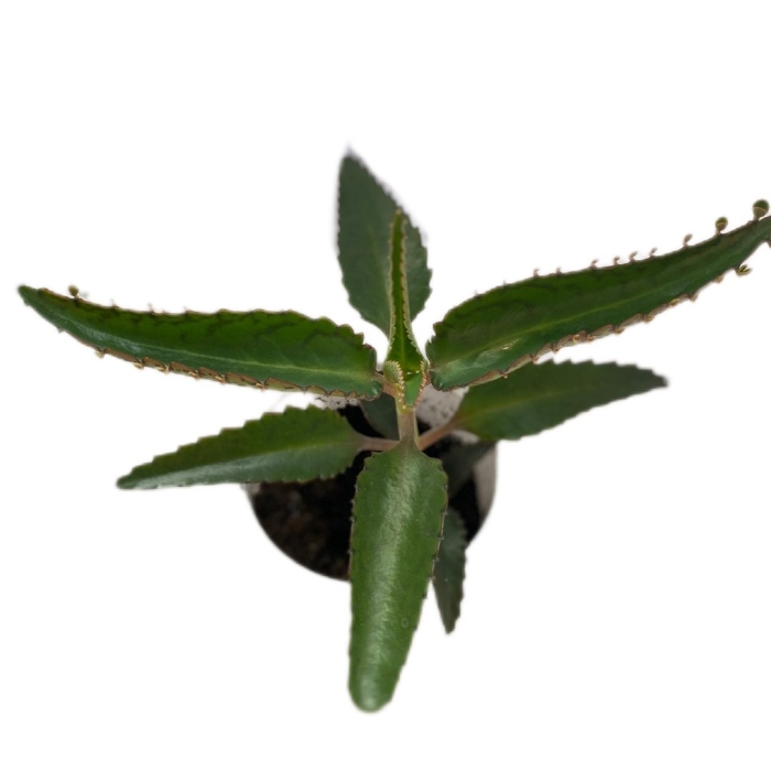 Каланхоэ живородящий дегремона