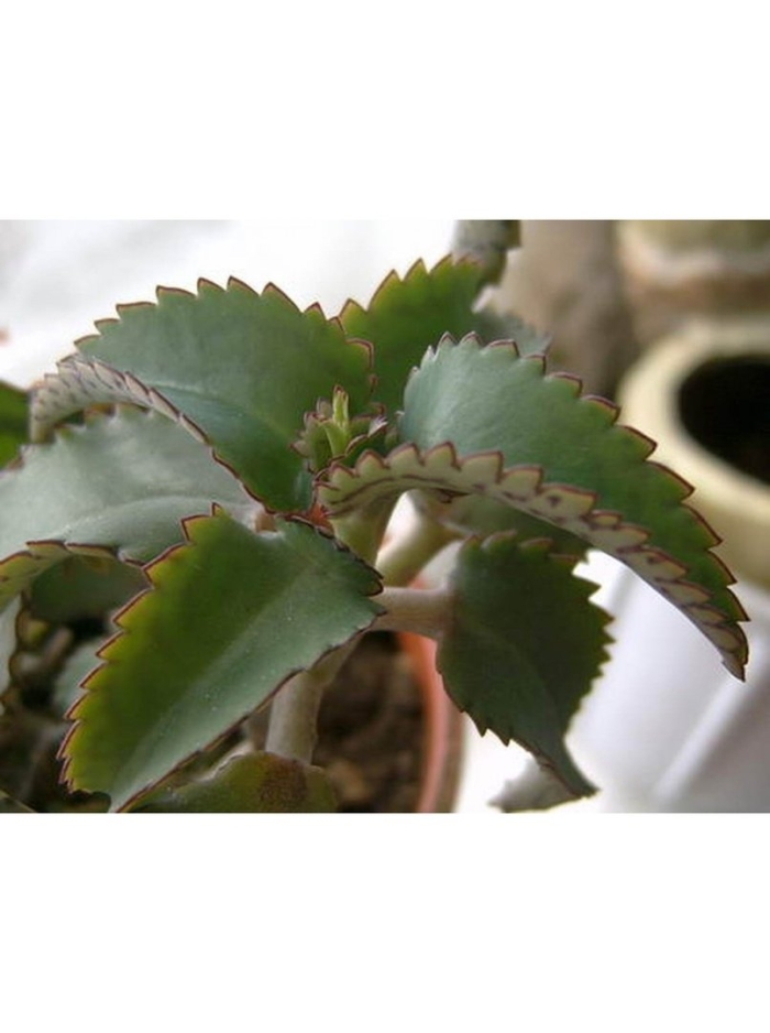 Каланхоэ перистое