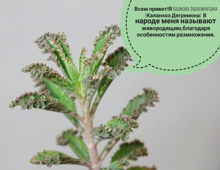 Каланхоэ дегремона (kalanchoe daigremontiana)