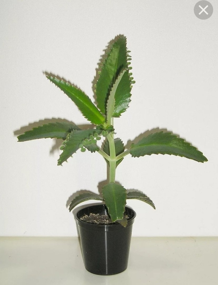 Цветок каланхоэ лечебный от насморка