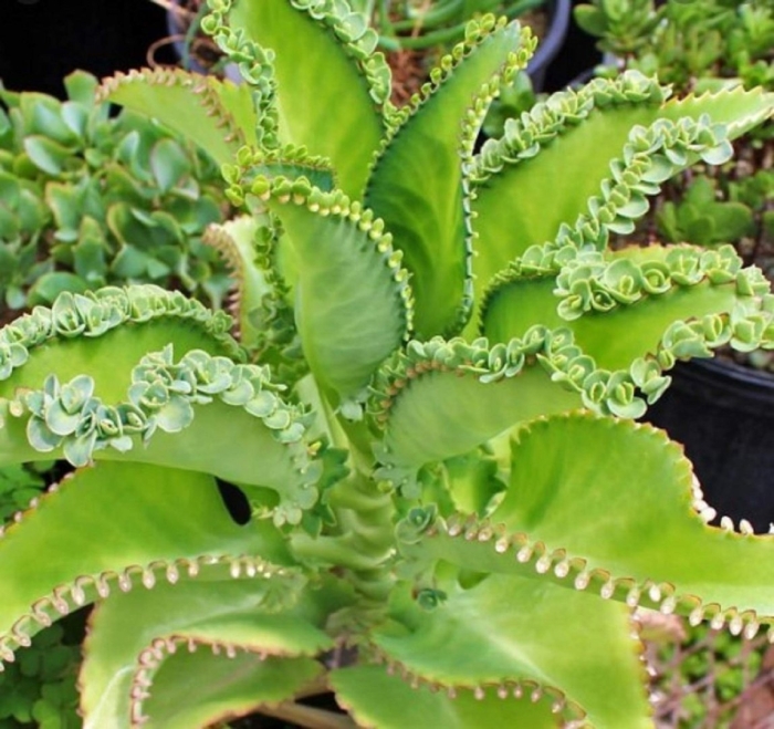 Kalanchoe laetivirens гибриды