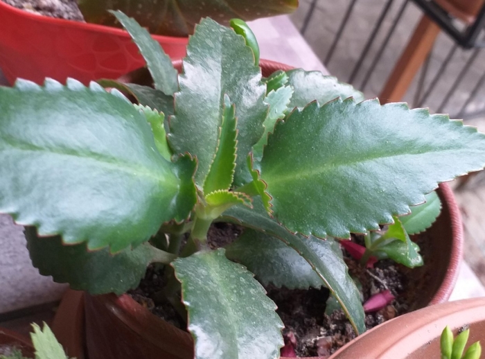 Каланхоэ пильчатолистное