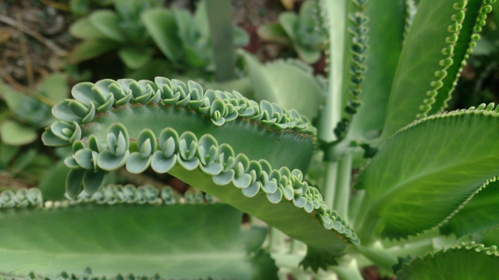Kalanchoe laetivirens