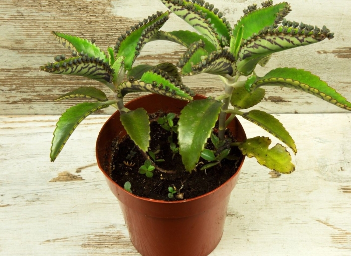 Каланхоэ перистое цветы