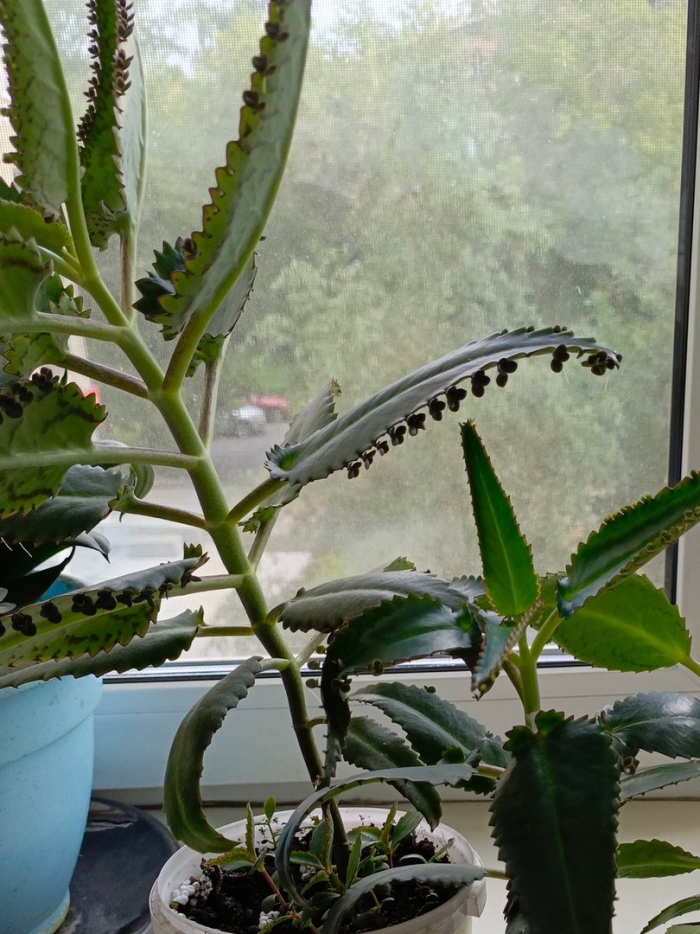 Каланхоэ дегремона лечебное растение