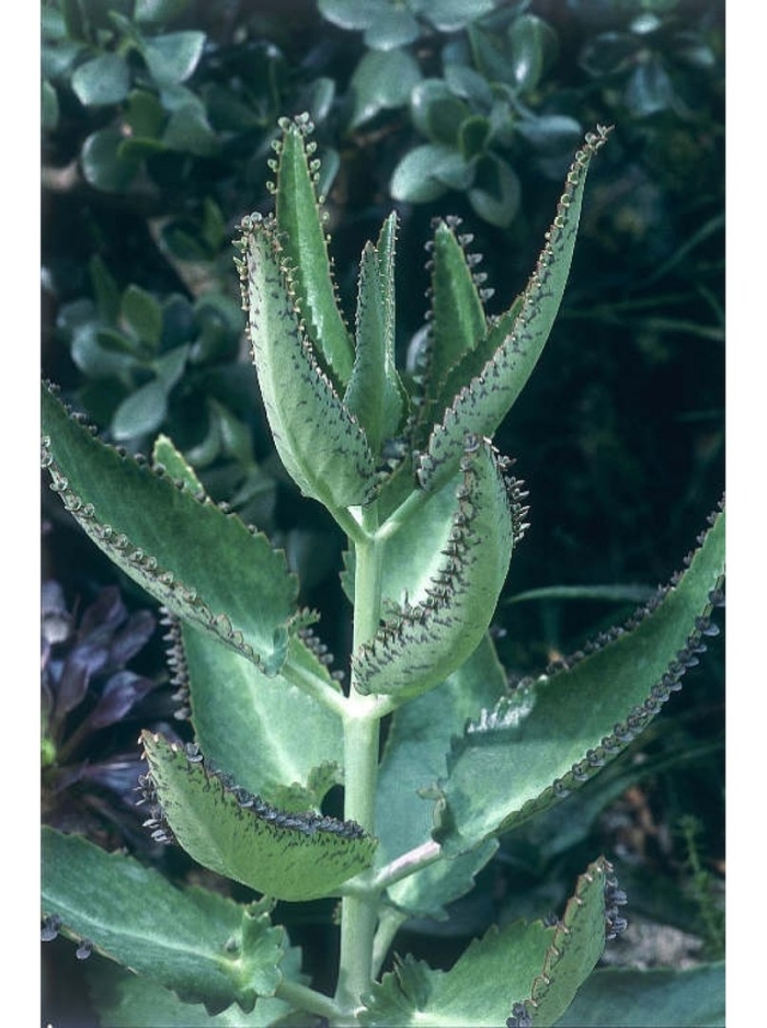 Каланхоэ дегремона сок