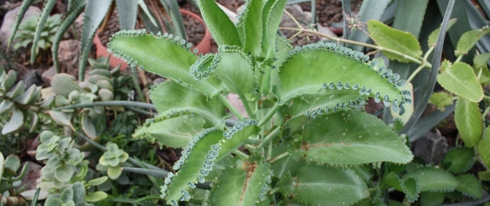 Каланхоэ дегремона блоссфельда