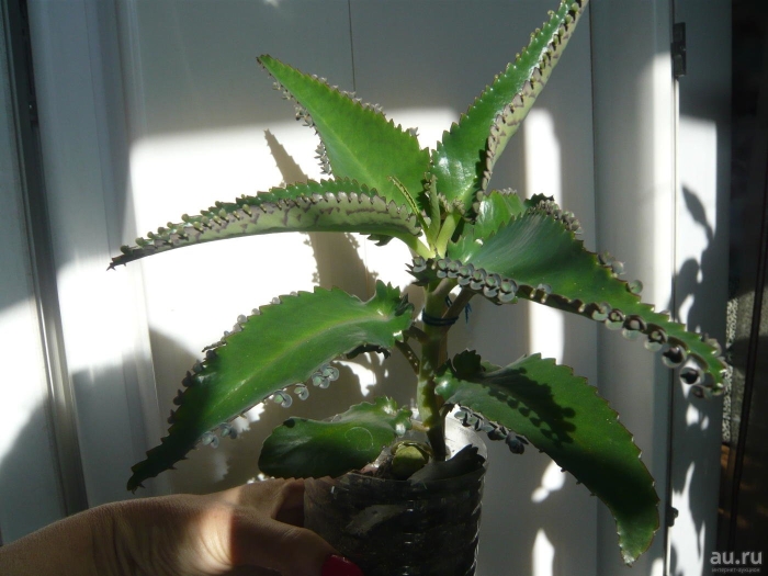 Цветы каланхоэ дегремона