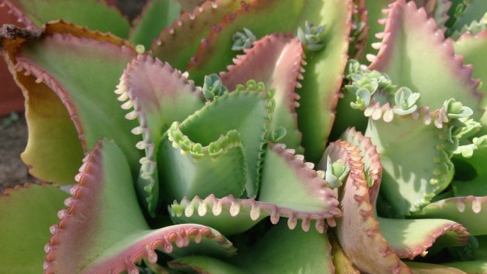 Суккулент каланхоэ