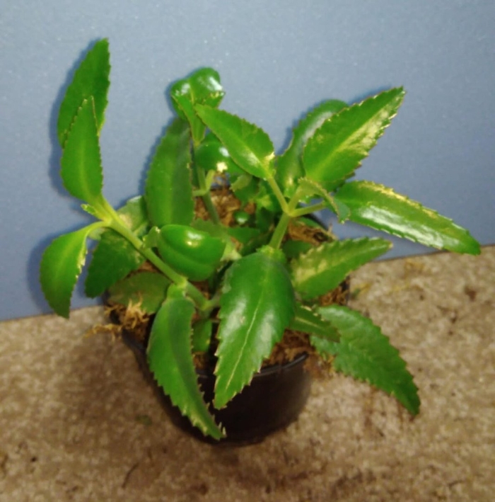 Цветок каланхоэ чихунчик