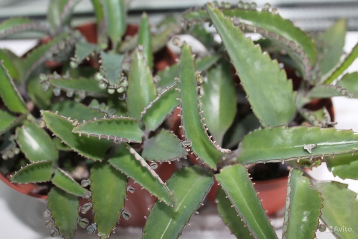 Каланхоэ лечебная