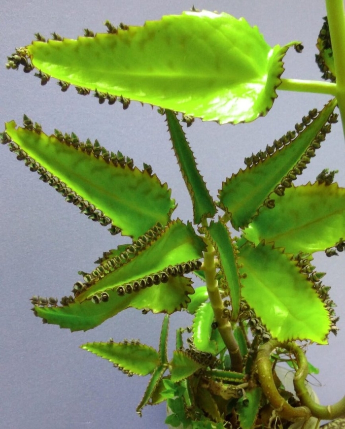 Растения «каланхоэ каландива