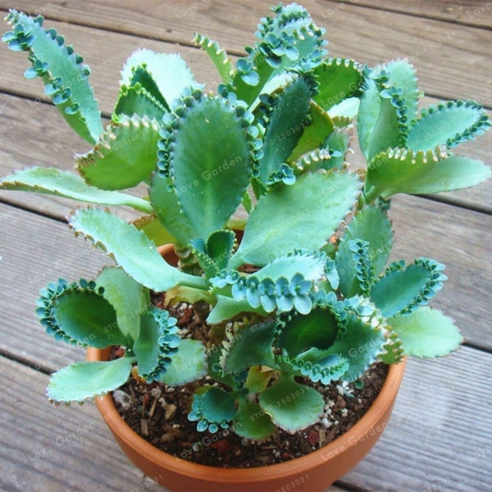 Каланхоэ лативиренс