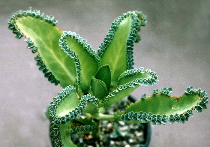 Каланхоэ перистое kalanchoe pinnata