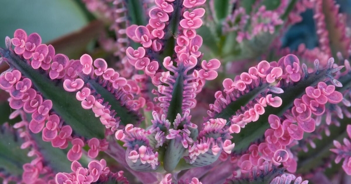 Каланхоэ бриофиллум