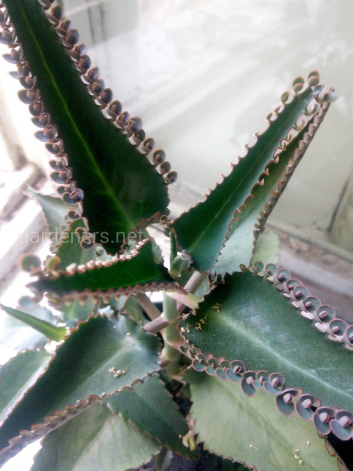 Каланхоэ лечебный цветок