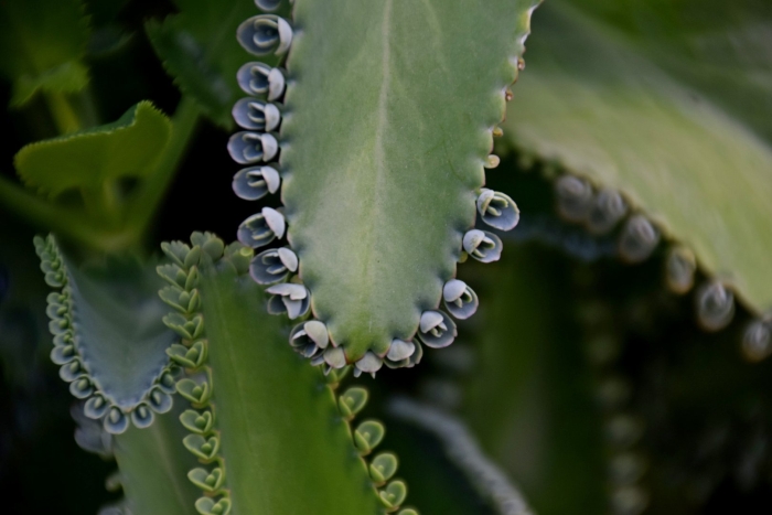 Каланхоэ бриофиллум дегремона