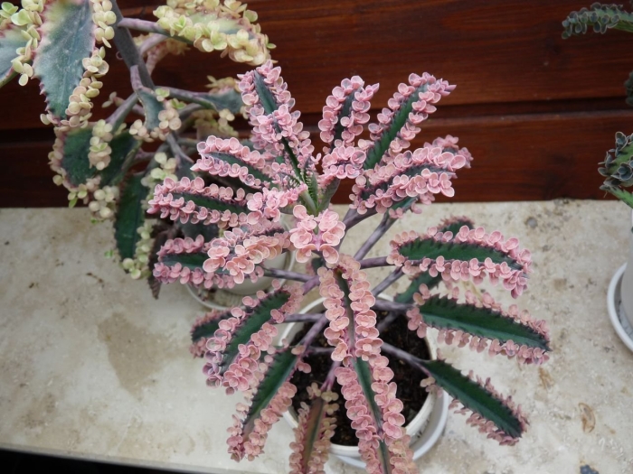 Каланхоэ серрата kalanchoe serrata