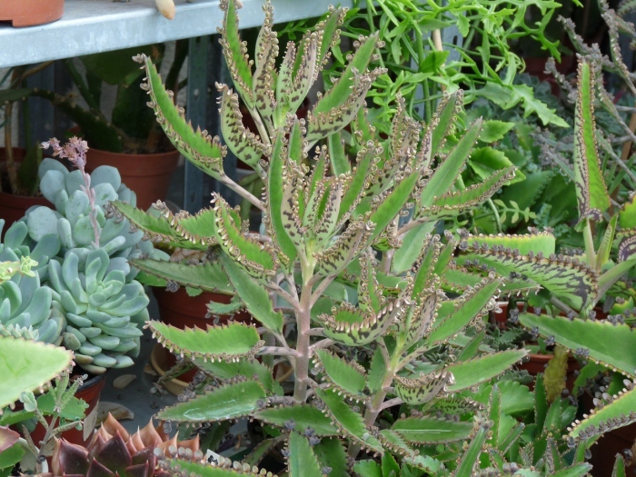 Каланхоэ дегремона блоссфельда