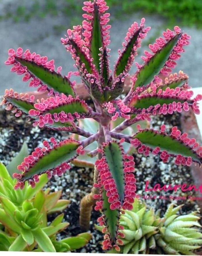 Kalanchoe tubiflora
