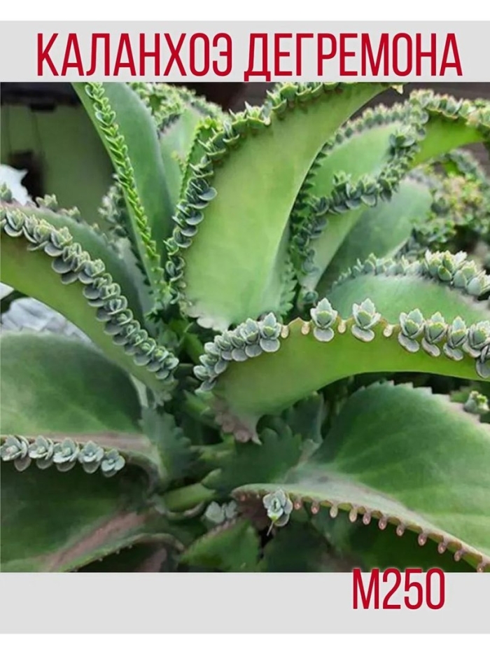 Каланхоэ дегремона блоссфельда