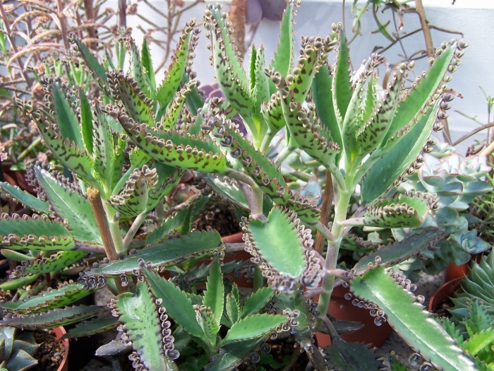 Каланхоэ дегремона (kalanchoe daigremontiana)